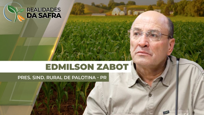 Palotina/PR já tinha perdido 25% da produtividade do milho, mas volta das chuvas recuperou o restante das lavouras