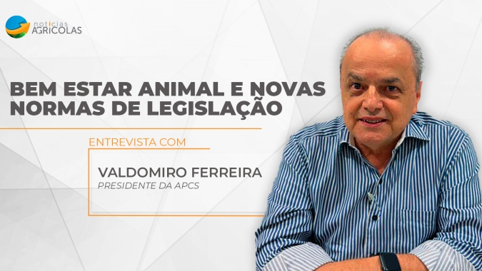 Suinocultura paulista está no vermelho com prejuízos de R$20 a R$25 reais por animal vivo, alerta Associação
