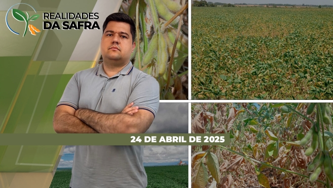 Chuva voltou e recuperou milho de Palotina/PR, enquanto manutenção das precipitações segue ajudando desenvolvimento em Tocantins e Barra do Garças/MT
