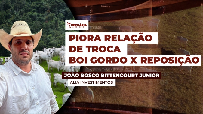 A forte queda da arroba do boi gordo ao longo de maio piorou a troca com bezerro e boi magro
