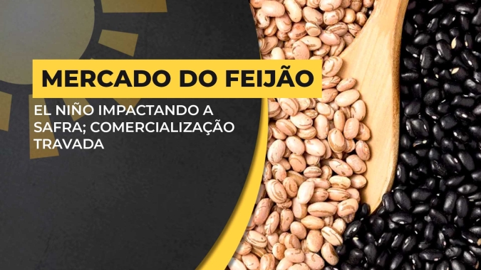 Feijão: Safra se desenvolve bem, porém, chega com atrasos por conta do clima; mosca-branca preocupa