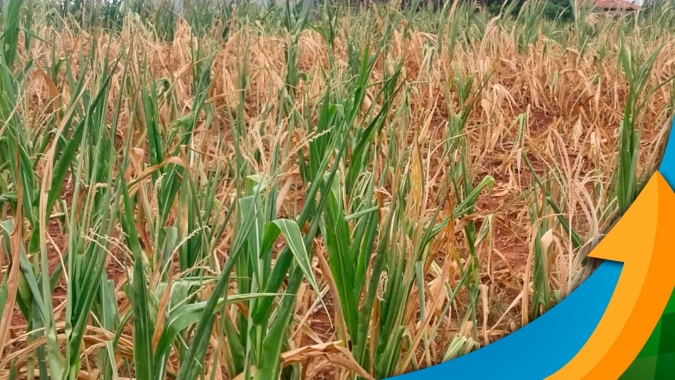 Com expectativa de média de 140 sacas por hectare, milho safrinha em Palotina (PR) deve render uma média de 50sc/ha