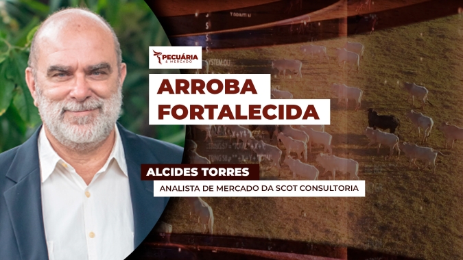 Arroba do boi gordo volta a subir, mas ainda com algumas incertezas, alerta Scot Consultoria