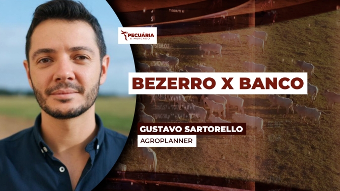Comprar bezerro ou investir em CDI, o que rende mais? Entenda as contas e a necessidade de ajuste nas operações