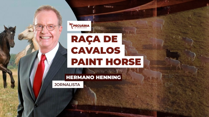 Hora do Haras: Raça de cavalos Paint Horse é derivada do Quarto de Milha