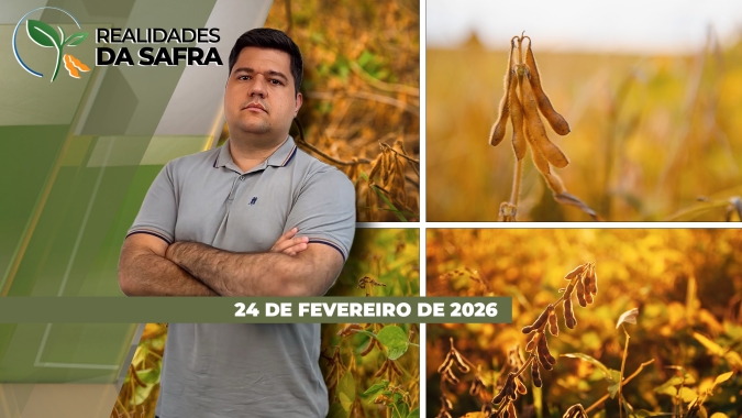 Diamantino/MT colhe soja com chuva e perda de qualidade, enquanto Araçatuba/SP começa trabalhos após períodos de seca
