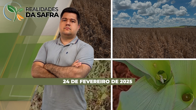 Colheita da soja passa da metade com bons resultados no Paraná e em Uberlândia/MG, enquanto perdas seguem aumentando no Rio Grande do Sul