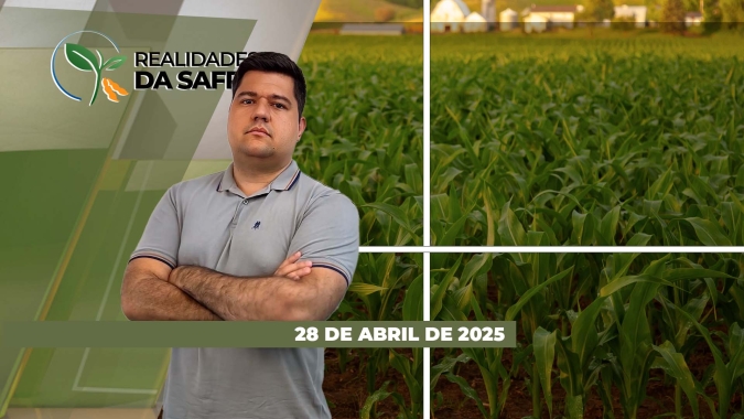 Clima melhorou no Paraná e Mato Grosso Sul, trazendo projeção de mais produção de milho no Brasil