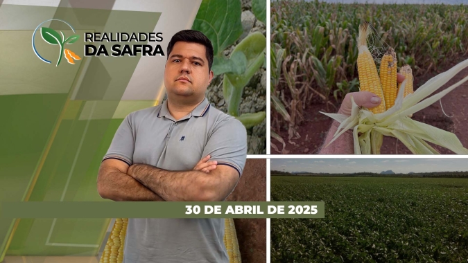 Milho se recuperou no Mato Grosso do Sul, mas já tem grandes perdas contabilizadas em Paracatu/MG
