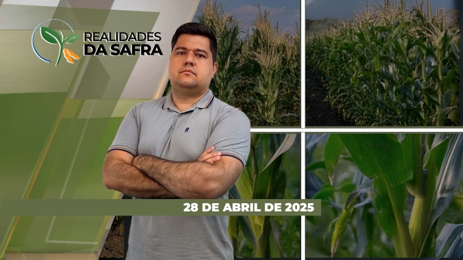 Milho se desenvolve bem e promete altas produtividades em Tapurah/MT e Rondônia