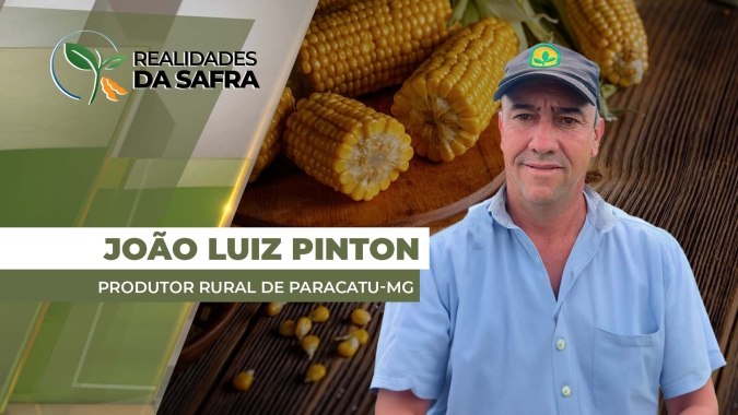 Milho de janeiro já tem perdas de 70% em Paracatu/MG, enquanto áreas mais tardias devem ter perdas menores