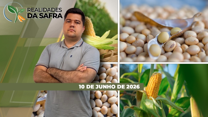 Colheita do milho começa com boa expectativa em Matupa/MT, enquanto Maracaí/SP espera produtividades dentro da média