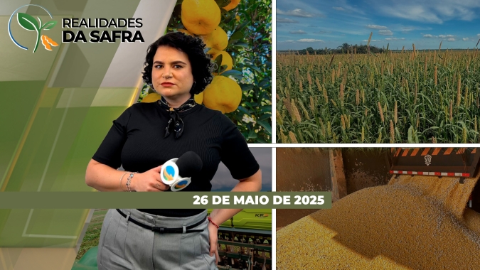 Milho segue com bom desenvolvimento em Goiás e em Sorriso (MT), mas possibilidade de frio preocupa