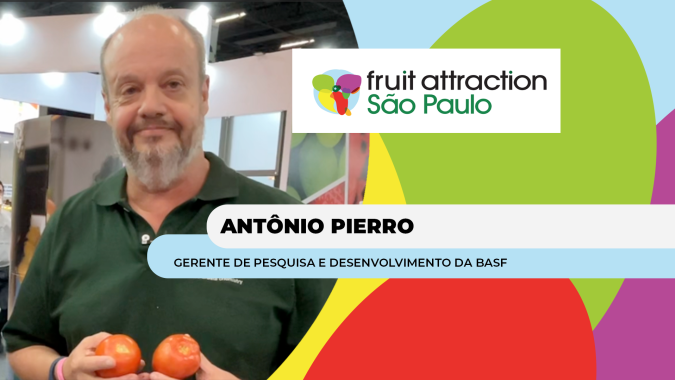 Tomate Strongton já é resistente ao vírus rugoso