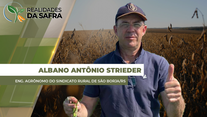 São Borja/RS já pode ter perdido pelo menos 50% da produtividade da soja