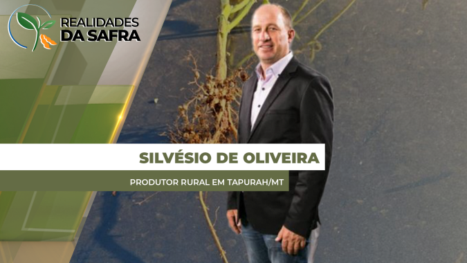 Colheita da soja avança lenta em Tapurah/MT, mas produtividades estão boas