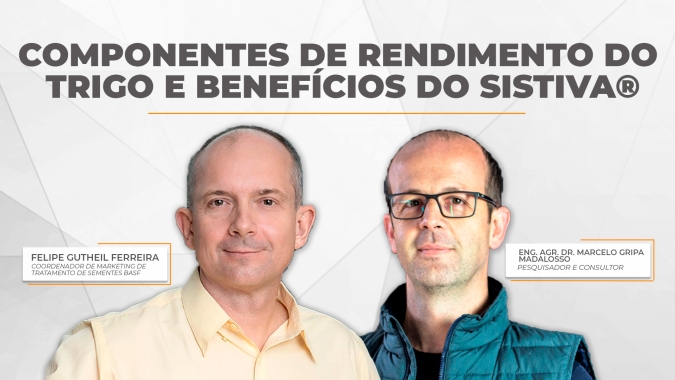 Como o tratamento de sementes no trigo impacta os componentes de rendimento da cultura