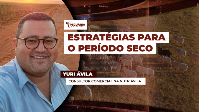 Cinco dicas para planejar a produção pecuária durante o período seco em tempos de guerra