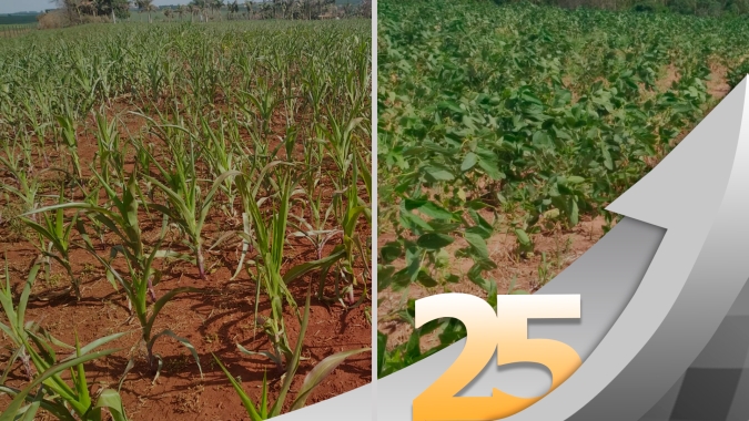 Perdas na safra de verão são as maiores dos últimos 35 anos em Campo Mourão/PR