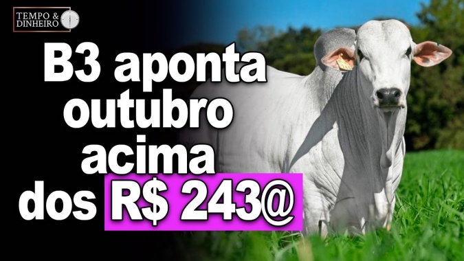 Boi gordo tem 4 praças em alta, incluindo São Paulo e B3 aponta outubro acima dos R$ 243@