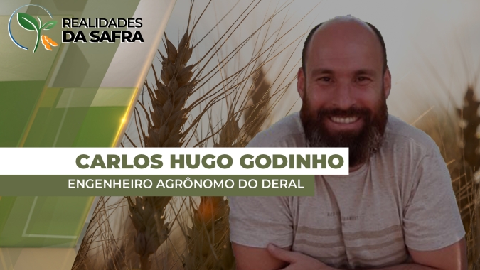 Paraná fecha safra de trigo com 2,7 milhões de toneladas, dentro do esperado