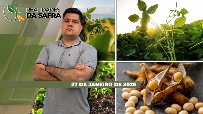 Colheita da soja avança com grandes produtividades em Palotina/PR e setor do arroz se mobiliza em Santa Catarina