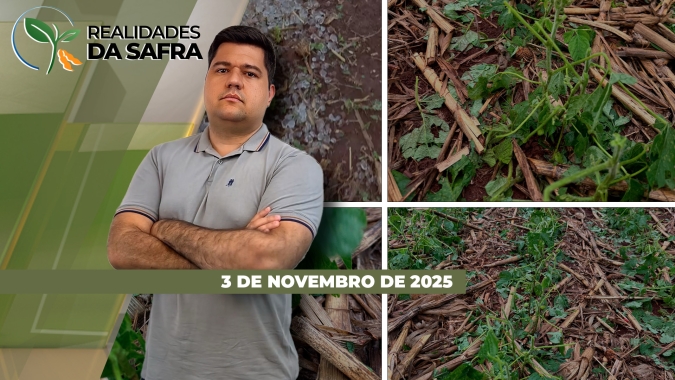 Fim de semana com muita chuva, forte vento e granizo devastou lavouras de soja no Paraná