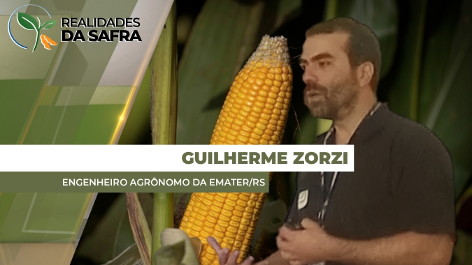 Colheita do milho se aproxima de 20% com produtividades muito boas no Rio Grande do Sul