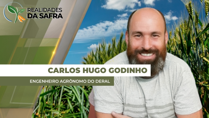 Colheita da soja começa lentamente no Paraná com produtividades dentro do esperado