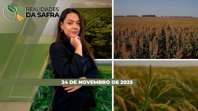 Plantio do arroz chega na reta final do RS, enquanto falta de chuva preocupa produtores em Montividiu/GO