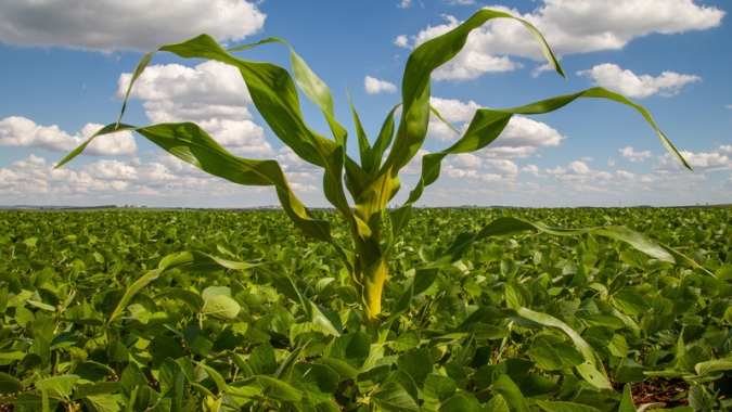 Agrodefesa e entidades do agro realizam encontro para discutir medidas de prevenção e controle do milho tiguera em Goiás