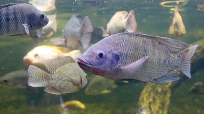 CNA pede suspensão da importação de pescado do Vietnã