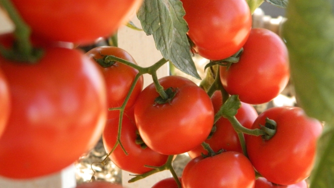 Dia do Tomate: por trás da produção, os desafios de uma das culturas mais estratégicas do agro