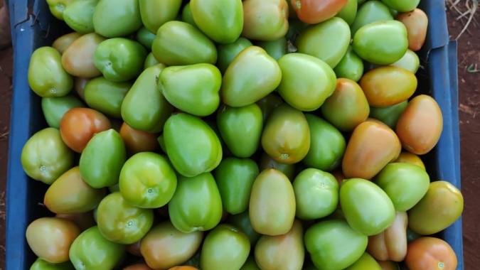 Clima adverso e pressão de doenças ampliam riscos na produção de tomate saladete