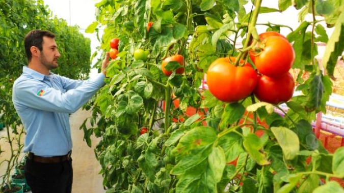 Tomate tem boa produção no Rio Grande do Sul