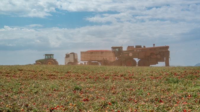Clima seco, irrigação e indústria próxima: por que Goiás virou o centro do tomate industrial brasileiro