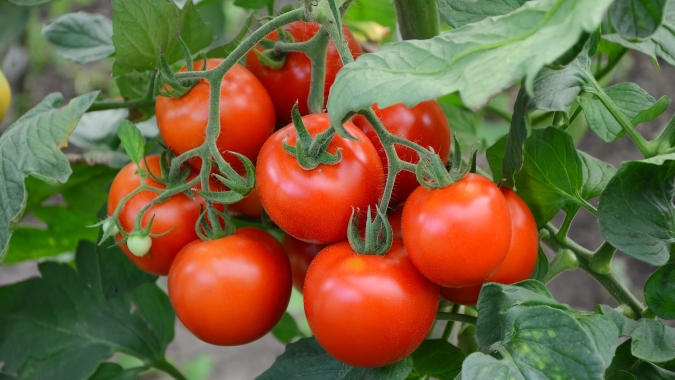 Tomate/Cepea: Preço na Ceasa do RJ ultrapassa R$ 100/cx