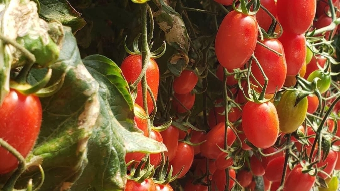 Ciclo rápido de cultivo eleva produtividade do tomate grape Rosso nas regiões produtoras