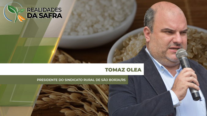 Insolação forte afetou qualidade dos grãos de arroz que estão sendo colhidos em São Borja/RS