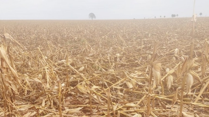 Famasul relata 15 mil hectares de milho afetados pela ventania no Mato Grosso do Sul