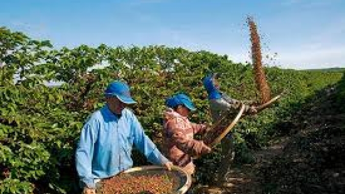 Senado aprova projeto que permite ao trabalhador safrista o direito de receber benefícios sociais