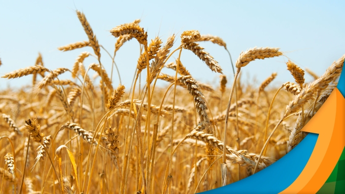 Custos de produção do trigo podem ser amenizados com novas estratégias de manejo