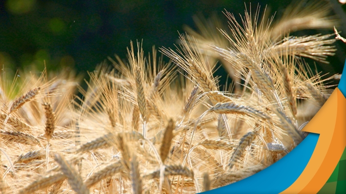 Mesmo plantando 21% menos trigo do que em 2023, Paraná espera produzir mais do que na safra passada