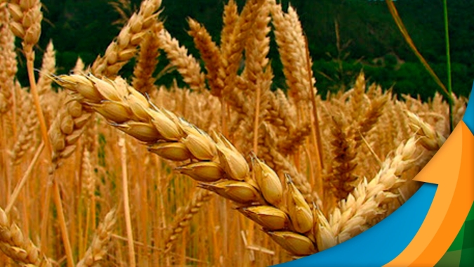 Estratégia para dobrar produção de trigo no PR passa por garantia de renda aos produtores