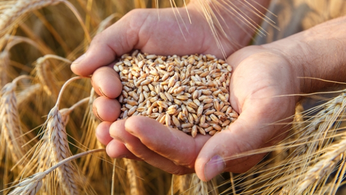 Trigo/Cepea: Baixa qualidade de cereal colhido em 2023 deve elevar importação no 1º semestre de 2024
