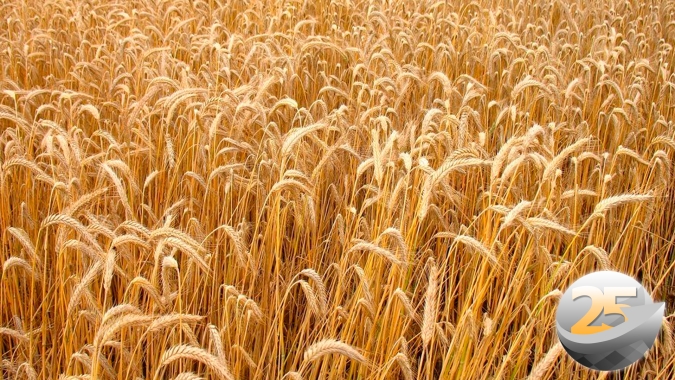 Prestes a colher o trigo, São João/PR espera uma das melhores safras dos últimos anos