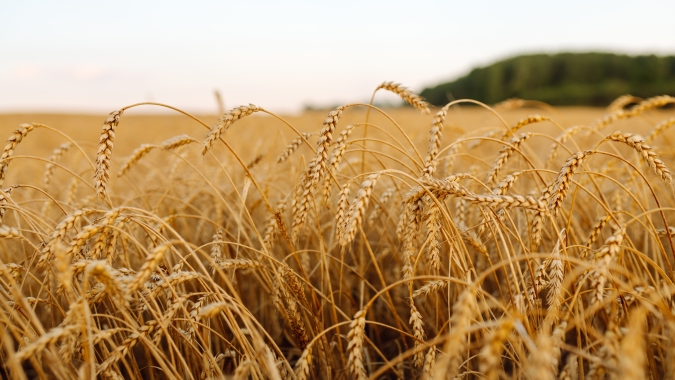 Trigo sobe em Chicago nesta terça-feira e mercado acompanha projeções de menor oferta no Brasil