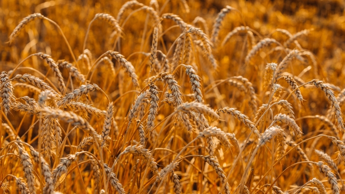 Trigo inicia semana com oscilações em Chicago após USDA e de olho na oferta global