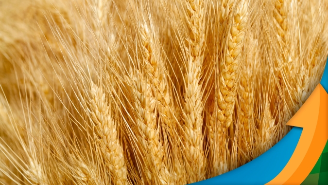 Plantio do trigo começa em Castro/PR com contas apontando para necessidade de colher 4,5 mil kg/ha para empatar custo de produção