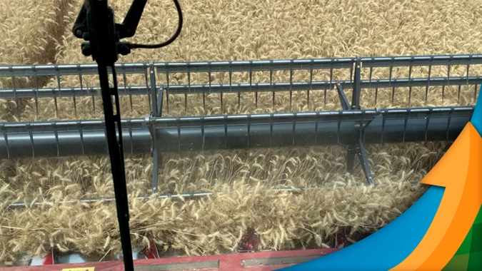 Produtor de Cristalina/GO bate recorde mundial de produtividade de trigo pela 3ª vez